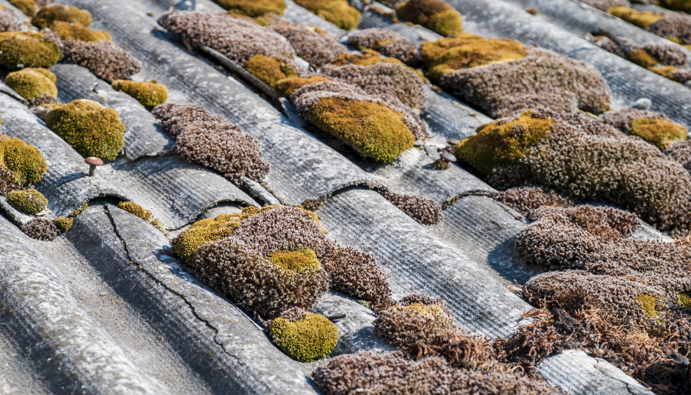 Bloomington Roofing moss & algae removal services - Bloomington